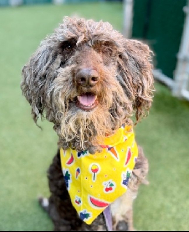 MorgFairsdogs's tweet photo. Calabunga 256362
Listed TBK 7/18
#NYCACC #RescueOnly
A cute 4 yr old boy
Returned from trial adoption after incident w/cat
Nervous on car rides
Treat receptive
Help save Calabunga!
https://t.co/Ht2Z9loC75
#Pledge4Rescue #foster #adopt
#DogsofX https://t.co/3T81svlDFj