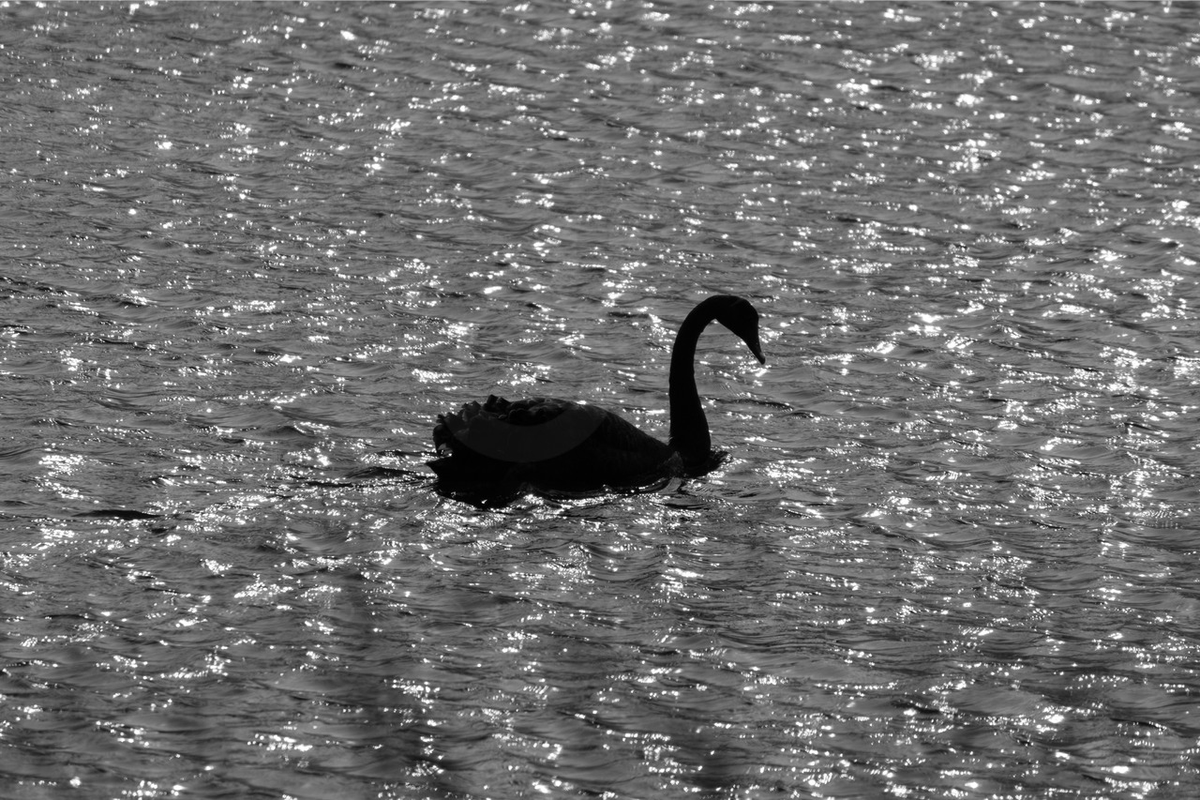 JanetHollister8's tweet photo. Photograph:  Black Swan, by Steve Jansen 
Song:  BTS (방탄소년단) 'Black Swan'  https://t.co/QGFm8Ah8wB https://t.co/ajGuRAatNh