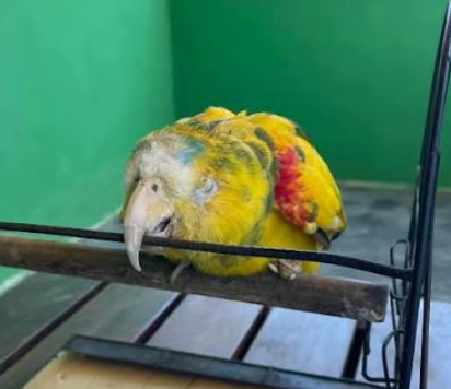 obscat's tweet photo. 🇧🇷Papagaio que foi de Frei Damião ainda está vivo.

O Frei ganhou o papaio de um médio português. Após 30 anos da morte do religioso, o papagaio permanece vivo, e está sob cuidados de uma senhora. https://t.co/6PgV70w6VG