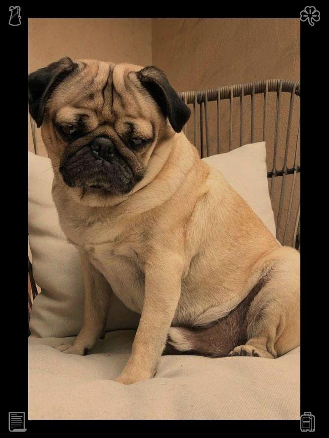 Andluizz02's tweet photo. 😦Large blanket on the sofa120544 https://t.co/SkHgoKQn3k