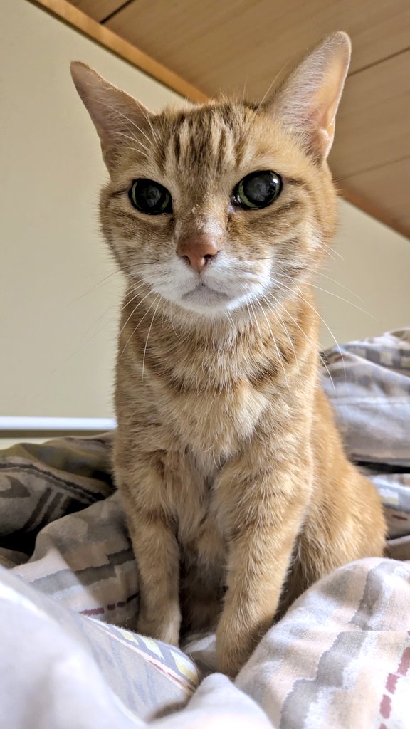猫のいる生活