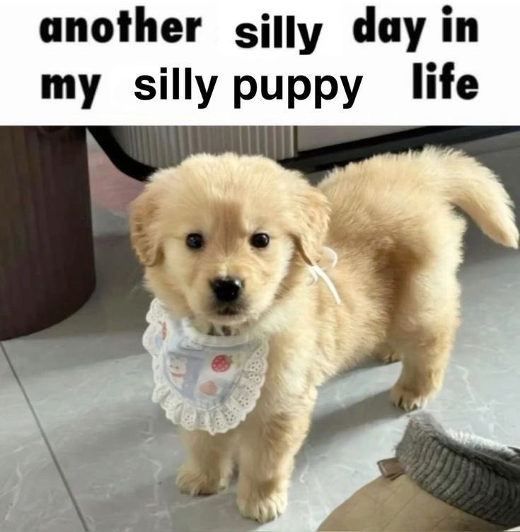 PuppiBat's tweet photo. another silly day in my silly puppy life https://t.co/0wTi9YXfu2