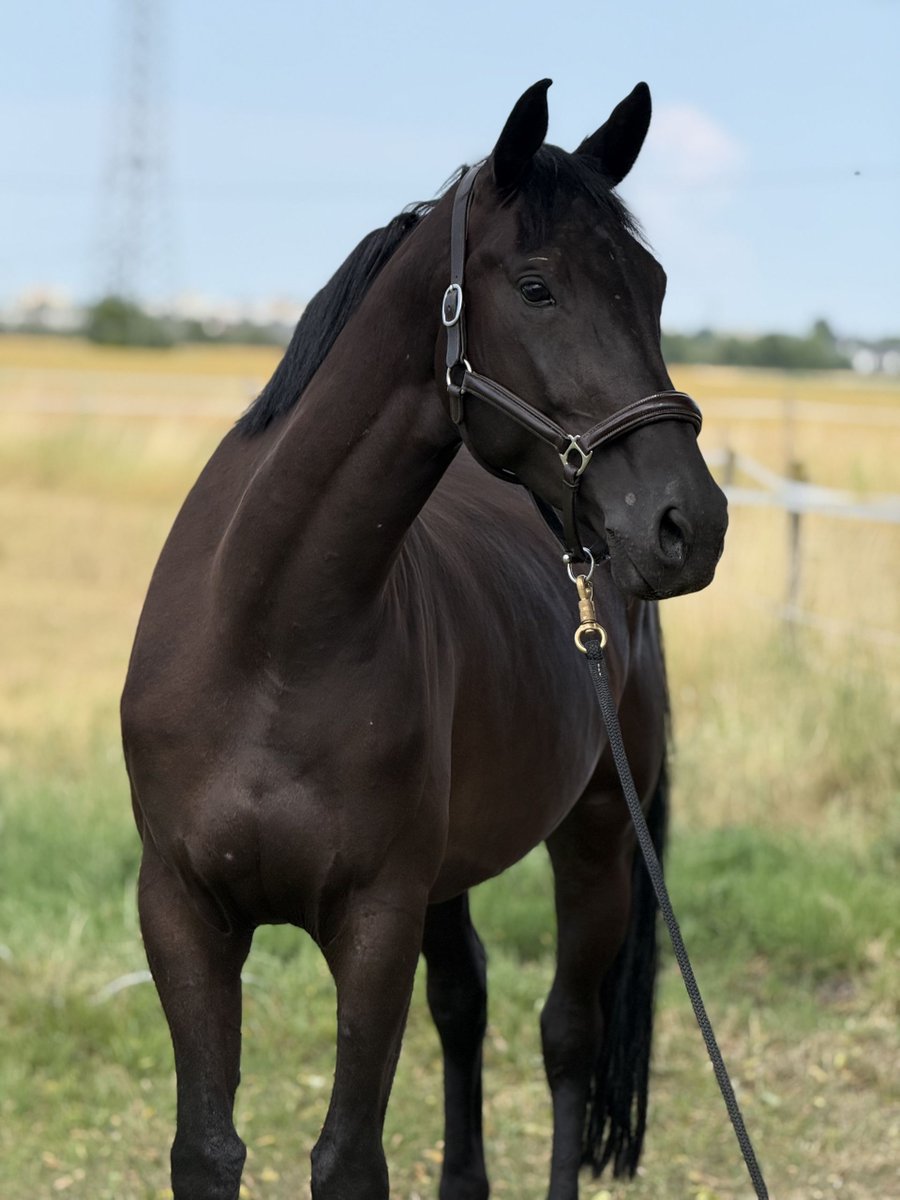 ehorses_com's tweet photo. German Sport Horse Mare with Modern Charm, Dynamic Movement, and Heart ✨🏇
🔗 https://t.co/A1VNARWeWL
#ehorses #germansporthorse #dressagehorses #mare #bay-dark #horselove #horse #horses #horselover #foundonehorses https://t.co/YoWrV2vyUm