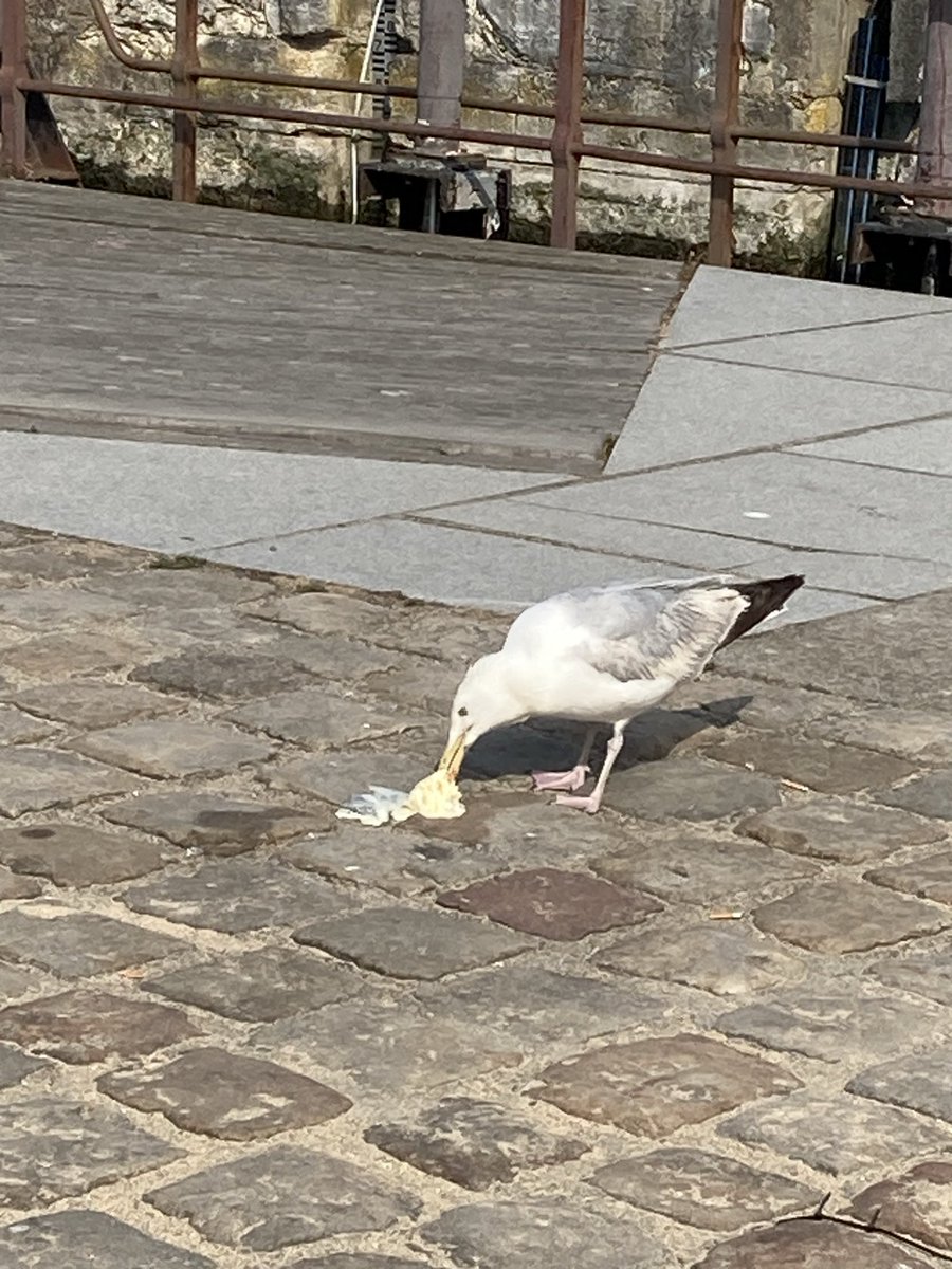 Helenmackerel's tweet photo. Honfleur - bastard seagull stole MY ice cream. https://t.co/hDBafIcg4t