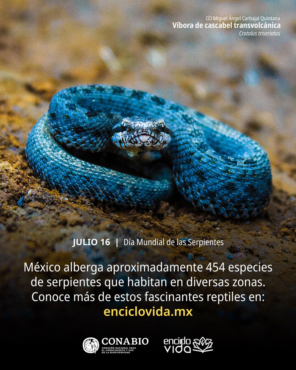 CONABIO's tweet photo. Fue impulsado originalmente por grupos de herpetólogos, biólogos, conservacionistas y entusiastas de los reptiles. Su meta colectiva era crear una campaña masiva de educación ambiental para contrarrestar la desinformación y el miedo generalizado que podría llevar a la extinción

En México,  X-plora Reptilia es una de las principales organizaciones que promueve acciones a favor de la conservación de estas especies