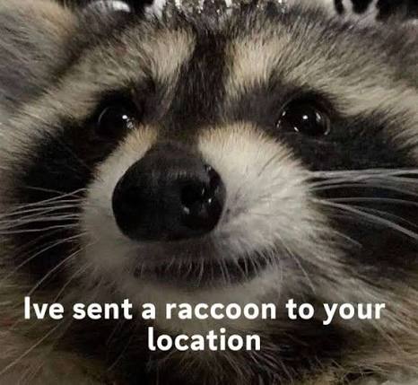 Why you should have a Raccoon tweet media