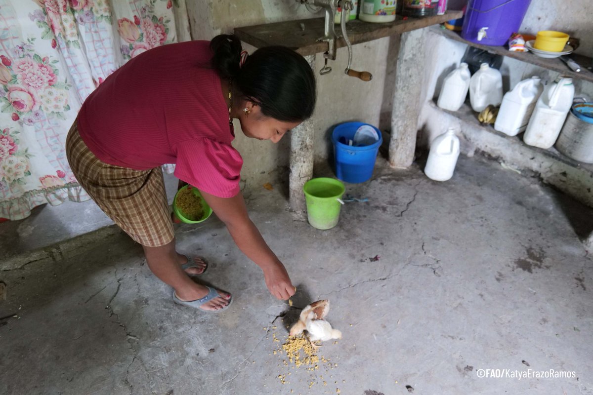 FAOHonduras's tweet photo. 📍Comayagua, Valle y Choluteca
1/3 🐔🌾
Más de 1,000 hogares del #CorredorSeco de Honduras se benefician con la entrega de concentrado para aves, fortaleciendo la producción avícola familiar y protegiendo sus medios de vida. #SeguridadAlimentaria #MediosDeVida #ProducciónAvícola https://t.co/itN5P858o2