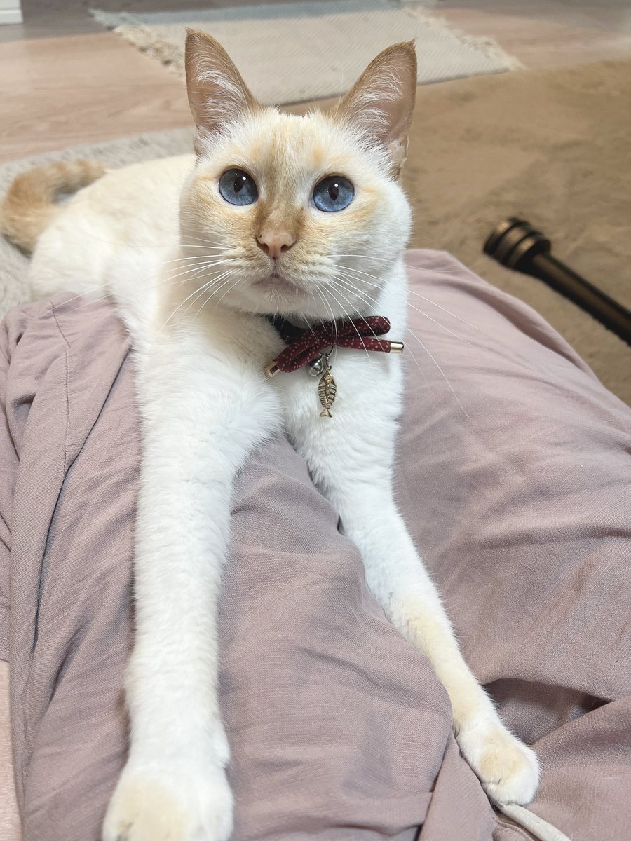 ママあのね… #笹かま猫