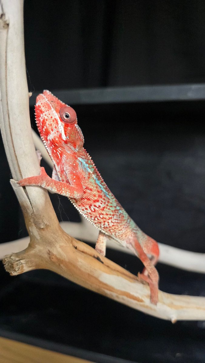 donbay314's tweet photo. アンビローブER　2クラッチ目の子達を本日から販売いたします！
親、1クラッチ目の兄弟達も素晴らしい個体に仕上がっております！
今回販売個体はおおよそ2～3月産まれです。
お問い合わせ、個別の写真など詳しくはDM までご気軽にお問い合わせ下さい！
#パンサーカメレオン
#カメレオン販売 https://t.co/YzHsDGmpk6
