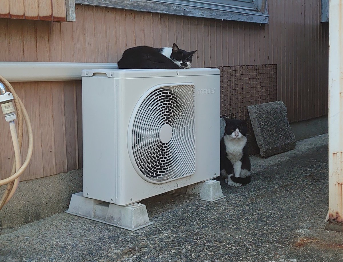CHONO5's tweet photo. おはよう、夏って暑いね。 https://t.co/QaQiKDc4xV