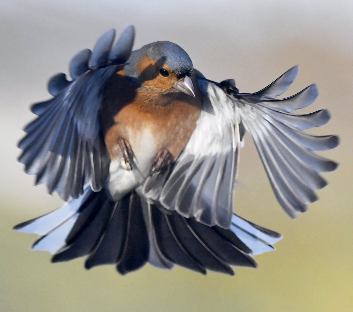 CarlBovisNature's tweet photo. Male Chaffinch with wings and tail splayed! 😍🐦 https://t.co/QWO4X7R4i6