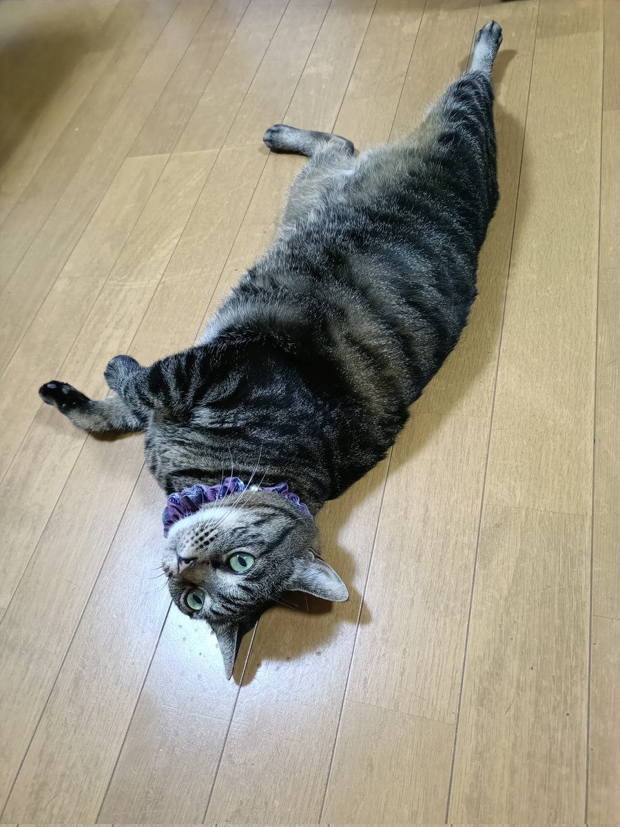 ramunoa514's tweet photo. アザラシみーちゃん

＃ミウ https://t.co/O1cB2xV6WT