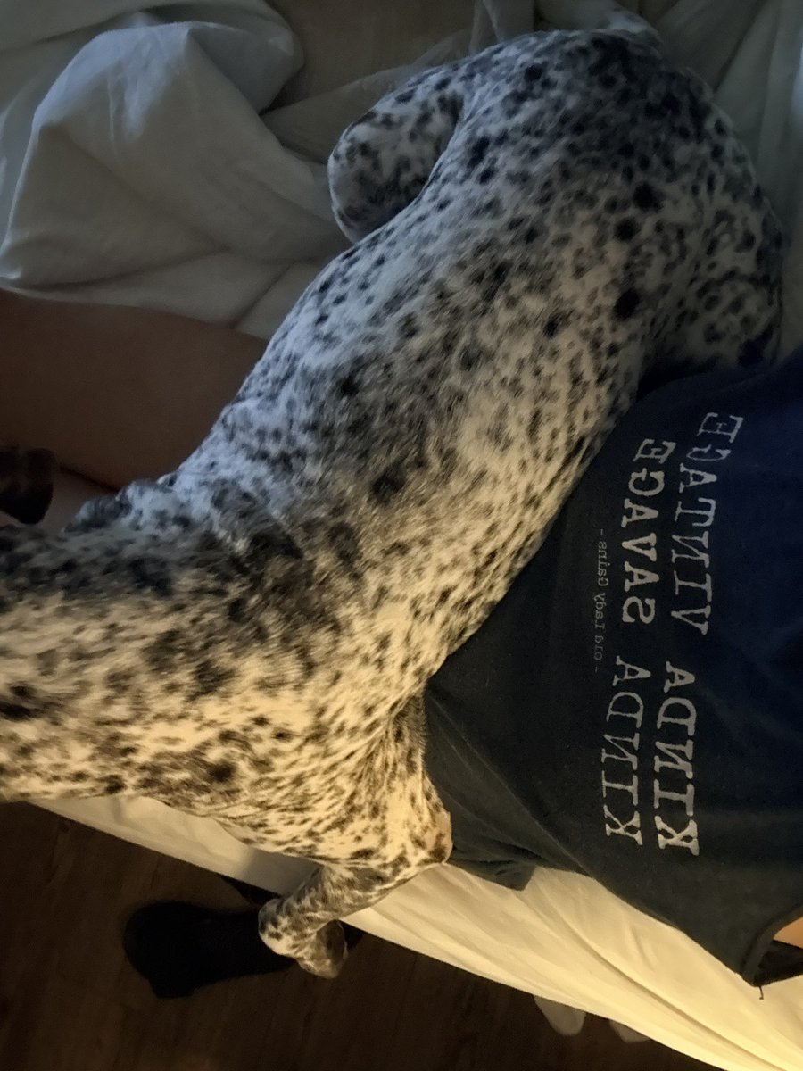 TigerGirlLSU1's tweet photo. @trumplicans2024 My velcro lap dog π #GSP #LifeWithRuger no peace until the husband gets home from work https://t.co/gWxiXej0zc