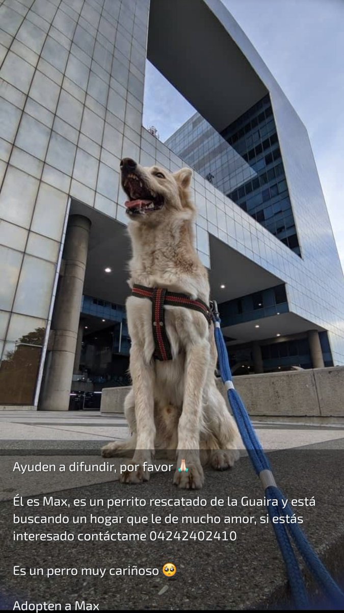 lucypulpeiro's tweet photo. SE BUSCA HOGAR PARA MAX‼️‼️‼️ 🥹 https://t.co/p7QzehtcDJ