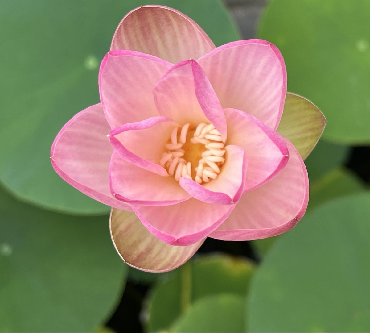 今朝2輪目の蓮🪷が咲きました💗 30分前にはまだ蕾んでいたそう 3日目の