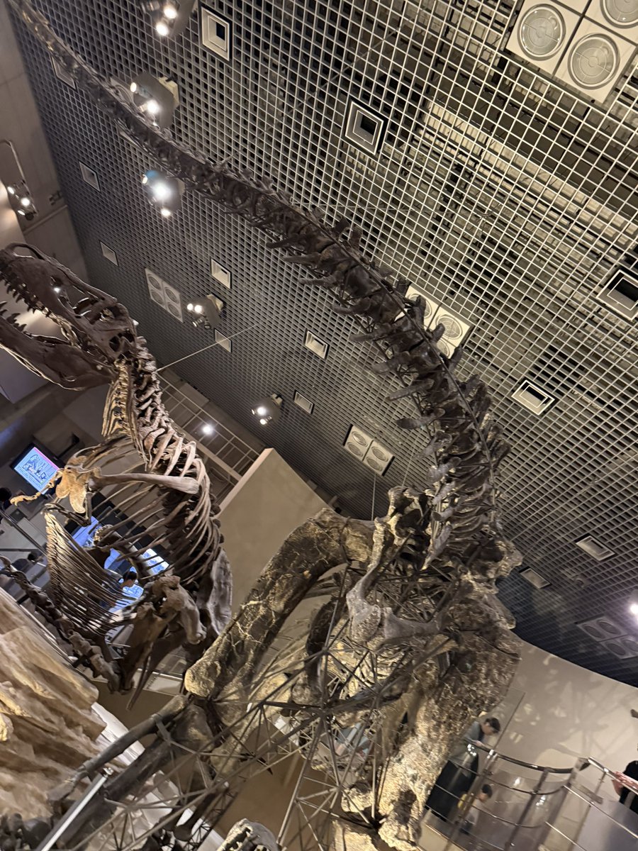 ameri_kiitos's tweet photo. 小顔のなんとかザウルス上野にもいた🦖 https://t.co/mIGupWjS2P