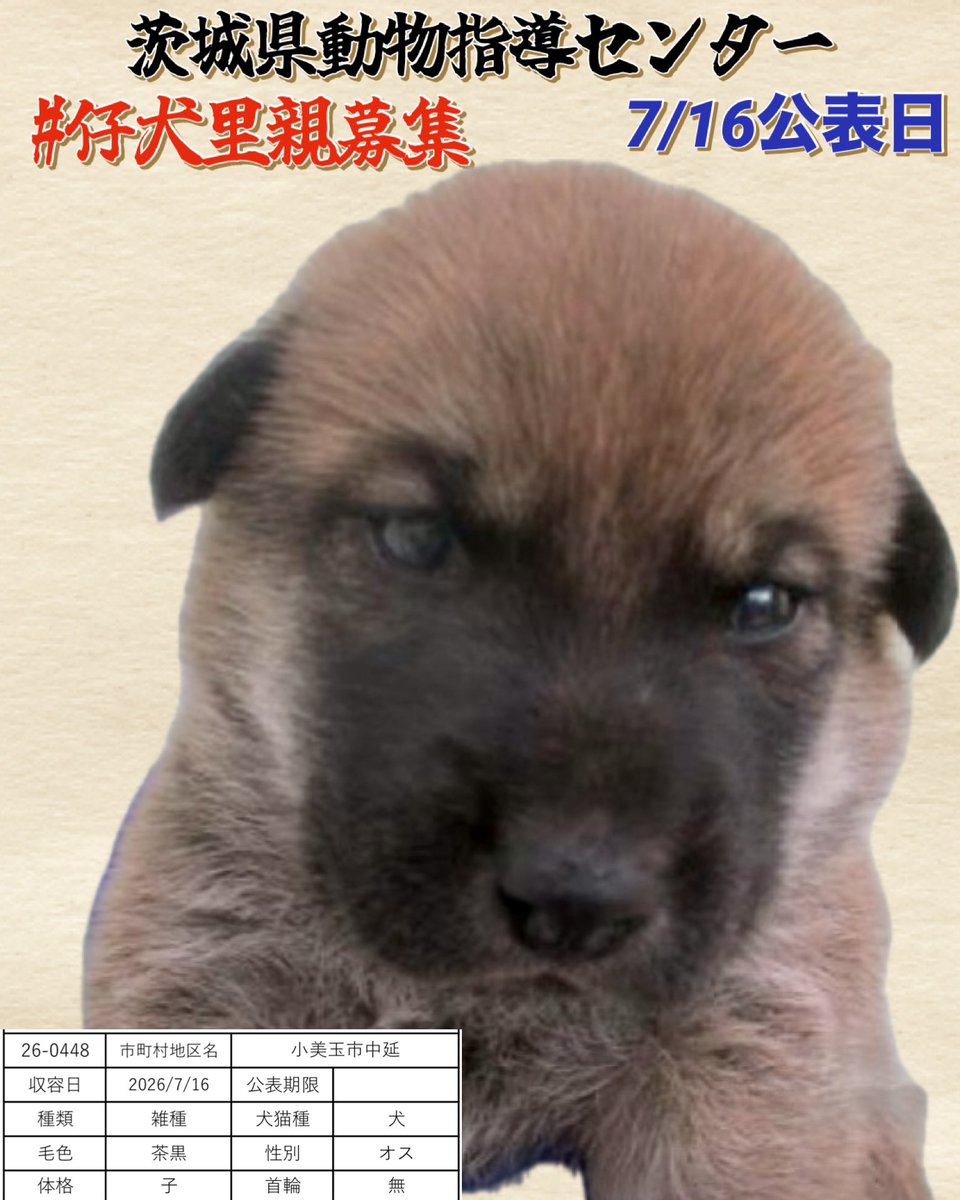 gollfe's tweet photo. #保護犬を家族に🙏🏻
🆘7/16 茨城県動物指導センター🆘
🍀#仔犬里親募集
まだ生後間もない小さな命です。
温かい家族に未来を繋いでください🍀🙏🏻
🍀譲渡希望者様へ
🔸センターから直接一般の方へのお渡しはありません
🔸登録ボランティア経由で譲渡を受けてください
🔹管理番号：26-0448
🔹雑種・生後2~3ヶ月・オス・茶黒
🔹保護場所：7/16小美玉市中延
♦️仔犬収容情報
https://t.co/swMwfEwVxJ