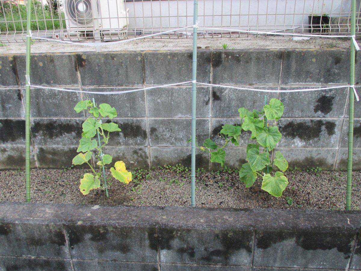 FurutoJP's tweet photo. T担当です。社員からの記事提供です↓↓  
夏野菜の苗植え付けから1ケ月が経過。
🍆と🍅の成長は順調ですが、🥒葉は病気⁉
毎年、葉は黄色になり🐛に遣られている感じ😢
ﾋﾟｰﾏﾝの成長もいまいち💦しかしながら実がいくつか
なっていた😲これからの収穫が楽しみです（笑）
#古藤工業 #テープ https://t.co/kgxe9Jqwhw