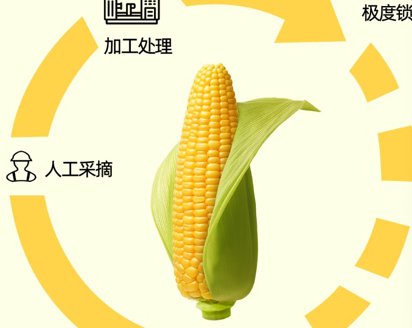 jiga1757218's tweet photo. Just tried the Japanese Hokkaido corn—sweet, juicy, with that creamy texture that makes every bite feel like summer in a cob. Perfect for grilled sides or quick snacks! ， https://t.co/2g32Yqi5Sk