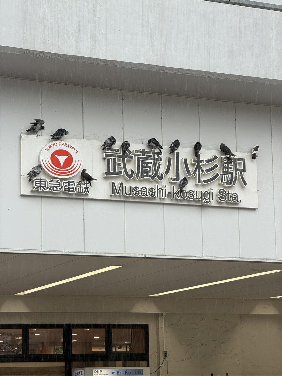 motoy's tweet photo. 雨宿りかわいい
#武蔵小杉 https://t.co/5UMXutYWmF