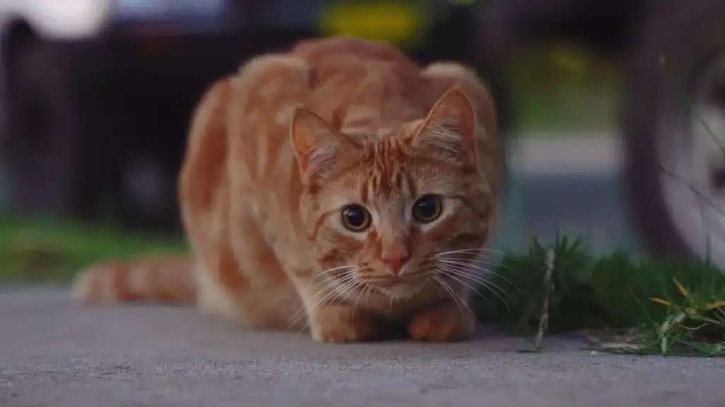Ibrohz8's tweet photo. There's something that's bothering me , why majority of people who grew up in the villages do not like dogs and cats , someone sees it and stones or kick it as if it has done you wrong!, what's the problem with you people? What leads you to be that violent against Animals ?. https://t.co/znL4xWGXfF