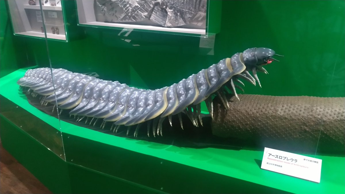 ryukachan87's tweet photo. 大絶滅展、行ってきました！
初日だからか、平日の割に人が多い。やっぱり私は古生代が好きなんだな〜と実感しました。 https://t.co/shWxbYeu5y