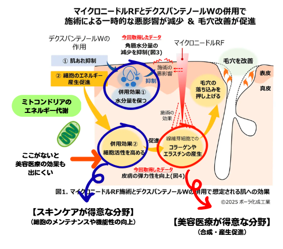 hachimaruGT1's tweet photo. 私たちが「肌キレイ」という褒め方をしないのは、その効果が美容医療であるか、化粧品であるかの区別がつかないから

「老化の研究」がメインとなり、美容医療と同じメカニズムのスキンケアも登場
でも、改善効果が得られるのは美容医療で、スキンケアはそのメンテナンス↓
https://t.co/VrIGcokZr4 https://t.co/lQuIfDuBIq