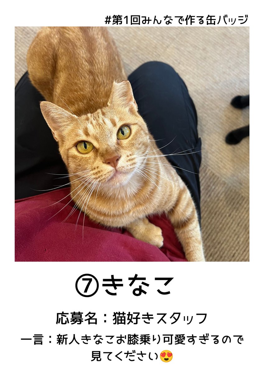 ⑤オカ さん ⑥イツカ さん ⑦猫好きスタッフ さん ⑧ニャンズ箱推し