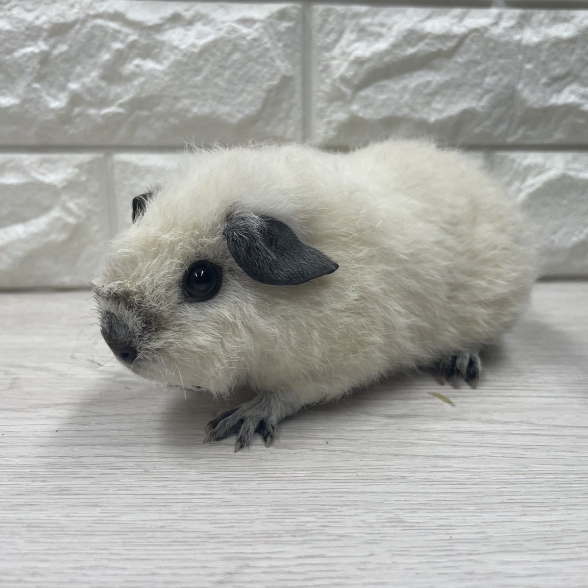 fuwari0116's tweet photo. 🐹ふわりモル感謝祭🐹
連れて行く子達のご紹介です

⚽️ロシスモスモーク　男の子チーム⚽️

1.ロシアンスモーク
クリーム　男の子　6月生まれ
2.ロシアンスモーク
クリーム　男の子　6月生まれ
3.ロシアンスモークテディ
白　男の子　6月生まれ
4.ロシアンスモークテディ
白　男の子　6月生まれ https://t.co/5Krez8ciTv
