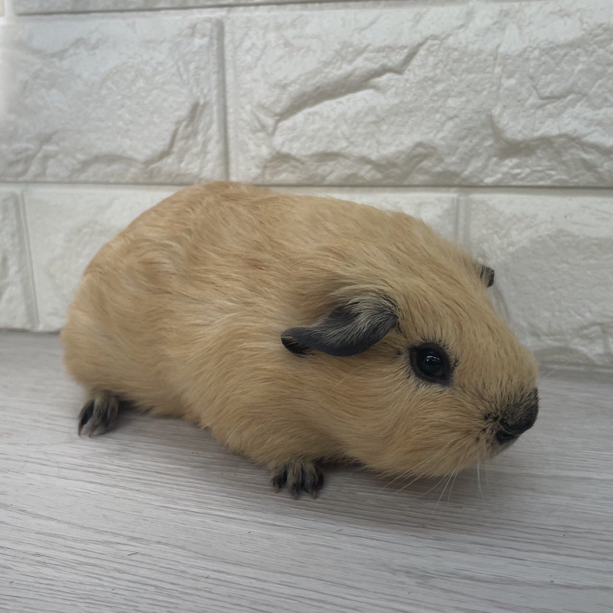 fuwari0116's tweet photo. 🐹ふわりモル感謝祭🐹
連れて行く子達のご紹介です

⚽️ロシスモスモーク　男の子チーム⚽️

1.ロシアンスモーク
クリーム　男の子　6月生まれ
2.ロシアンスモーク
クリーム　男の子　6月生まれ
3.ロシアンスモークテディ
白　男の子　6月生まれ
4.ロシアンスモークテディ
白　男の子　6月生まれ https://t.co/5Krez8ciTv