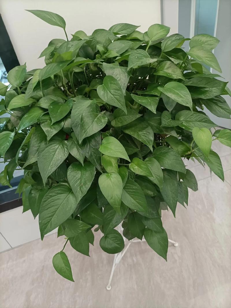 park_chanjoon's tweet photo. Pro tip for your pothos: Let the top 2 inches of soil dry out before watering! Your trailing beauty will thrive with this simple care hack  #PlantCare #IndoorPlants https://t.co/OF40Qd59uT