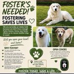 Photo by GP Rescue Atlanta (@GPRAtlanta)