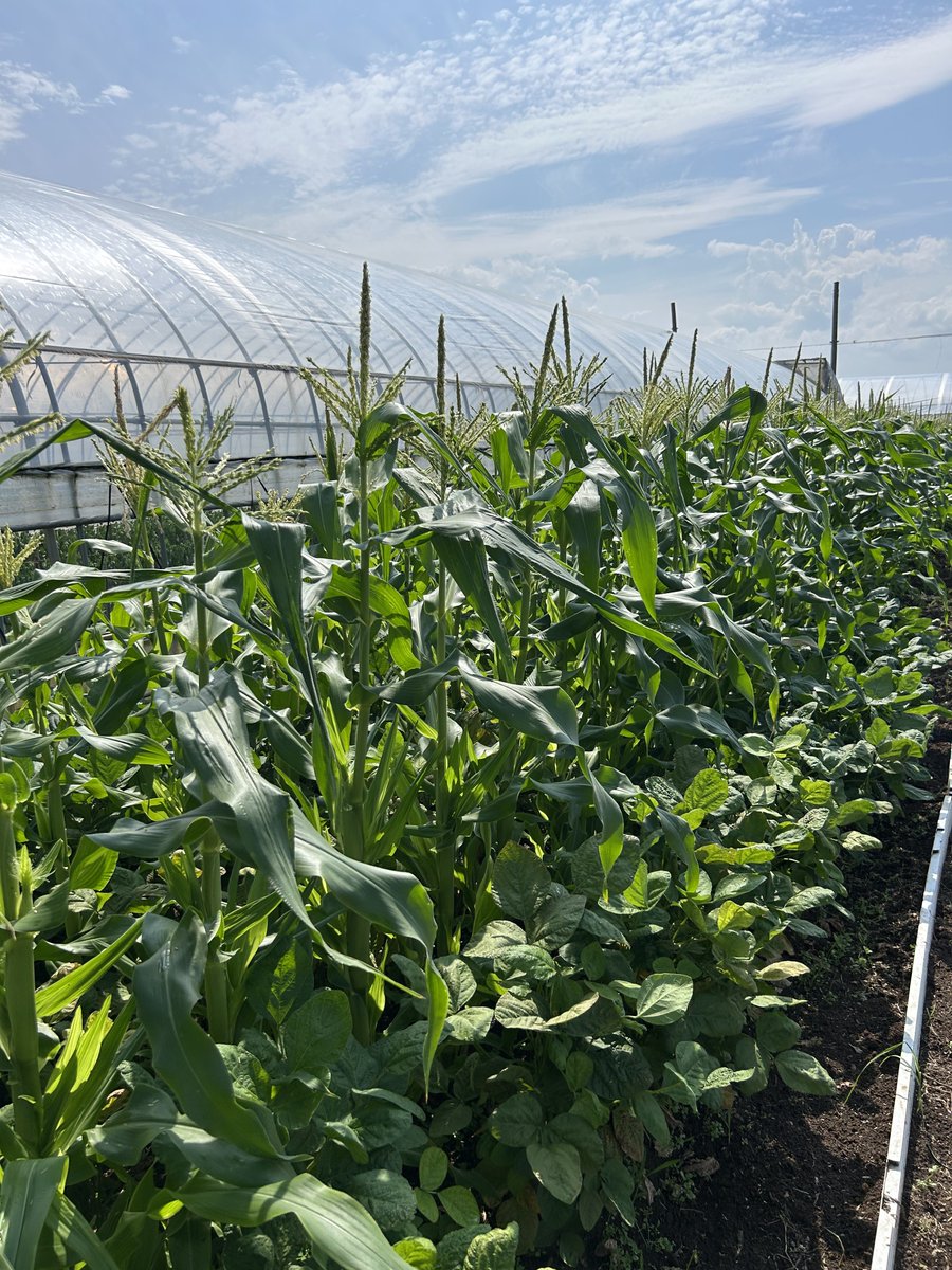 BackMs10's tweet photo. 🌽 https://t.co/o9OTeNdSIm