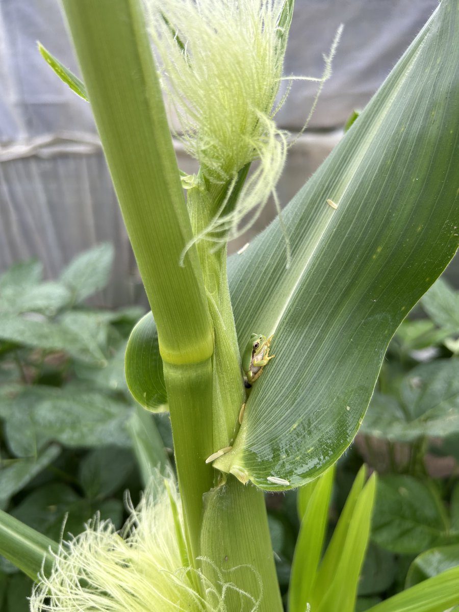 BackMs10's tweet photo. 🌽 https://t.co/o9OTeNdSIm