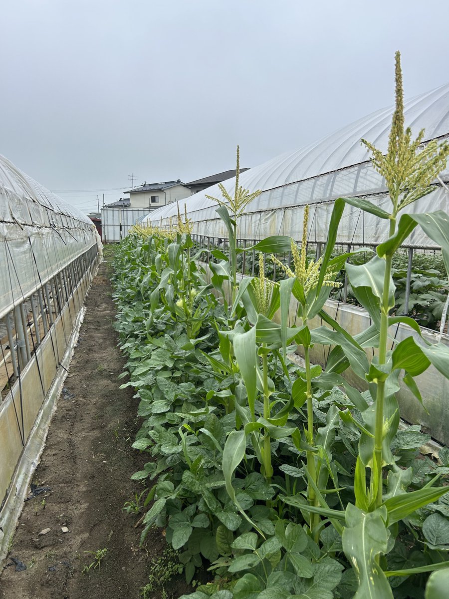 BackMs10's tweet photo. 🌽 https://t.co/o9OTeNdSIm