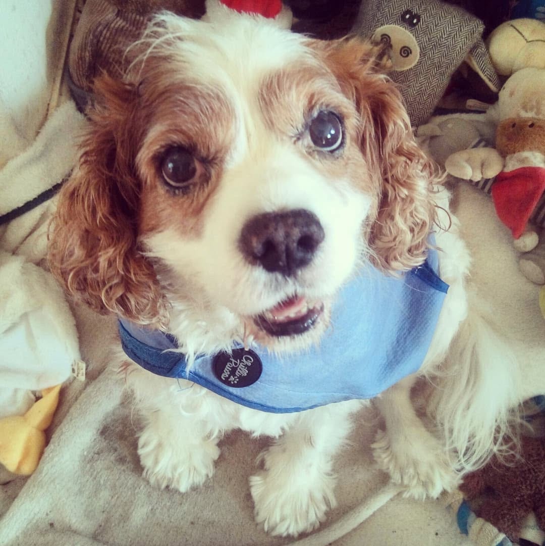 MandyAstle's tweet photo. #flashbackfriday to my cute little superhero in his cooling 'cape' 😀 #gonebutneverforgotten #neverforgottenfriday #cavpack #rainbowpack #memories #cavaliers #otrb https://t.co/k7YwBeJ9y8