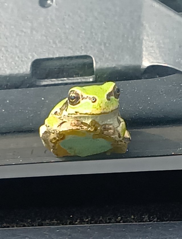 doublep3o3's tweet photo. あーっお客様！そんな所でくつろがれたらワイパーがかけられませんお客様！ https://t.co/LxweBrPqmk