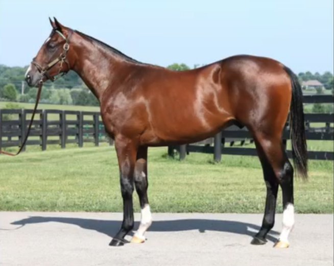luis_ernestocg's tweet photo. 2 hijos del crack FLIGHTLINE 🇺🇲 tienen pautado debutar este fin de semana en USA.

𝑷𝑶𝑾𝑬𝑹𝑳𝑰𝑵𝑬 🇺🇲 el sábado en 6F en la arena de Saratoga. Su madre es PARK AVENUE por QUALITY ROAD.

Lo entrena Steve Asmussen y montará Ricardo Santana.
Costó $1.800.000 como yearling en Fasig-Tipton Saratoga 2025.

En esa misma prueba correrá por 2ª vez 𝑮𝑹𝑬𝑬𝑵𝑾𝑬𝑳𝑳 🇺🇲 que fue el primer FLIGHTLINE en correr a nivel mundial.

𝑬𝑳𝑬𝑽𝑨𝑻𝑬𝑫 🇺🇲 también el sábado en 6F en la arena del mismo Saratoga.

Es una nieta de INTO MISCHIEF que entrena Bill Mott y montará Junior Alvarado.
Costó $600.000 como yearling en Fasig-Tipton agosto 2025.