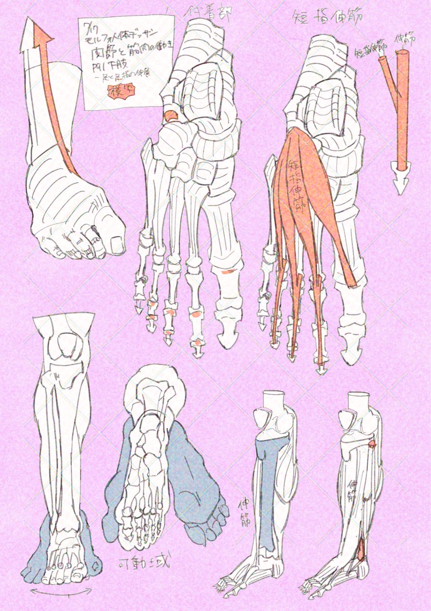 buchi_pastel's tweet photo. おはようモルフォ人体デッサン模写！
足の筋肉と骨！
足の甲の骨の数多くて描くの大変ですわね https://t.co/wLaFZutdtw