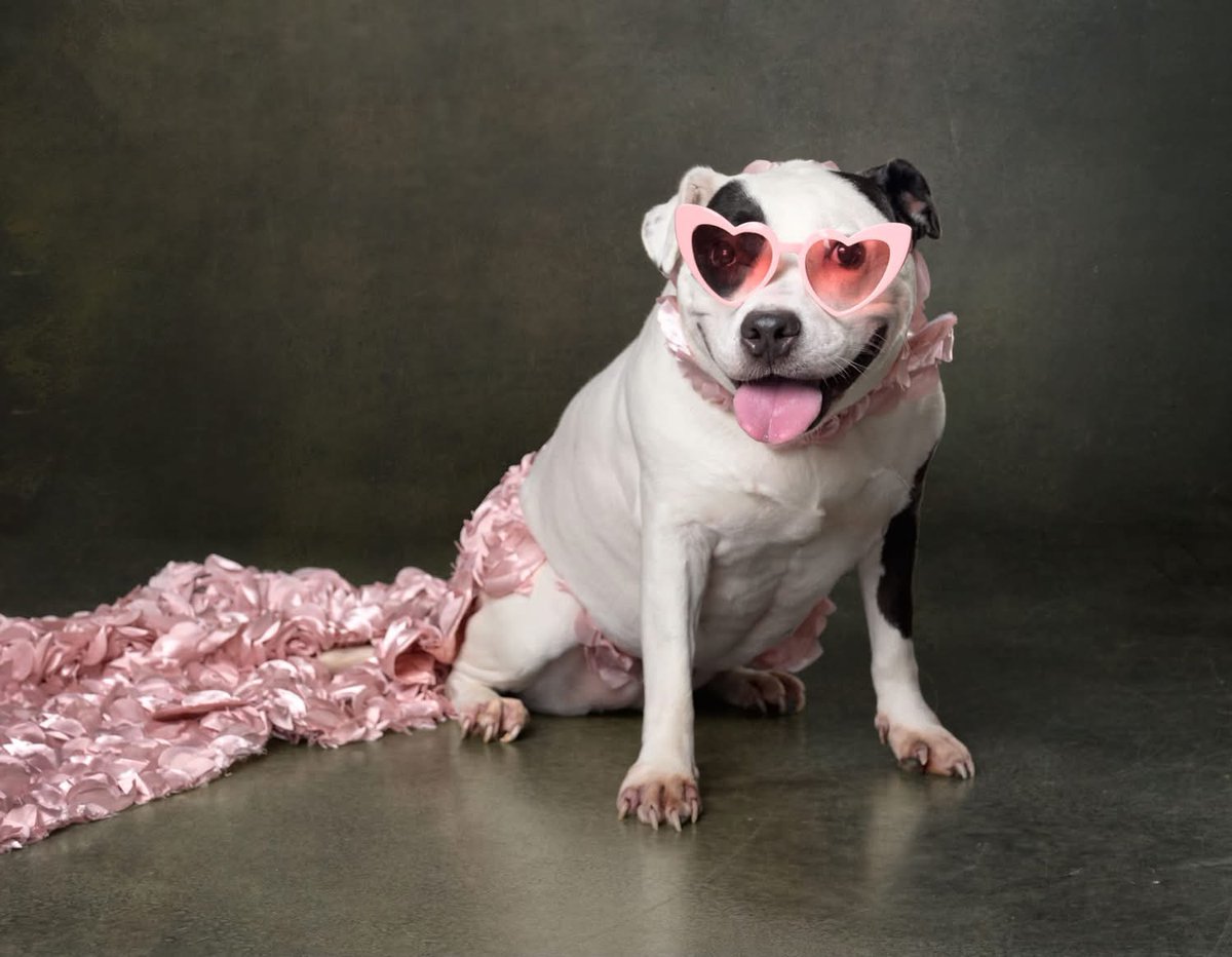fionaismybitch's tweet photo. URGENT IN FULTON COUNTY,GA!!๐๐๐๐๐๐๐๐๐๐๐๐
I could tell that she lost something based on the way she moped around in the shelter.
And then I found out that her owner passed away. ๐
She hasnโt completely lost her spark. She is a silly girl, always appreciative of more blankets.
She has never tried to get cozy with me in the shelter, but as soon as she got to her short term foster homeโฆshe got in bed.
She might be a little overweight, she might be a little older (8), but she is so deserving of a companion.
A volunteer took Rose home for a few days and she seems to be potty trained. She is not destructive. She is easy to walk on the leash.
Rose is available for adoption or foster takeover with Fulton County Animal Services.
Share to help find Rose a home!๐๐๐๐๐๐๐๐๐๐๐๐๐
Fulton County Animal Services
1251 Fulton Industrial Blvd NW
Atlanta, GA 30336
404.613.0358
Foster: dogfoster@fultonanimalservices.com
Adopt: adoptions@fultonanimalservices.com
