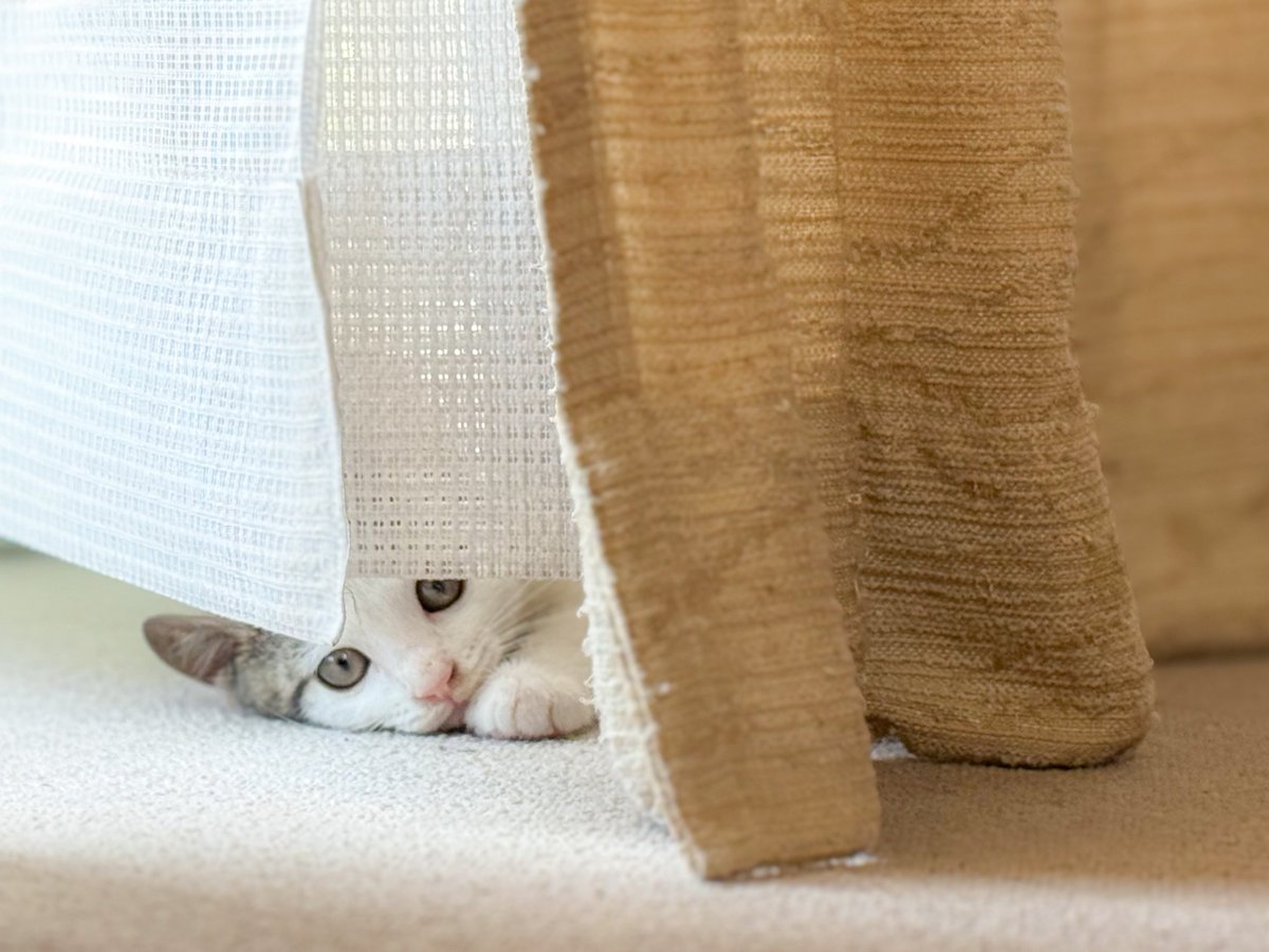 nagi_003's tweet photo. あざといねこ https://t.co/WGEx5bb8e5
