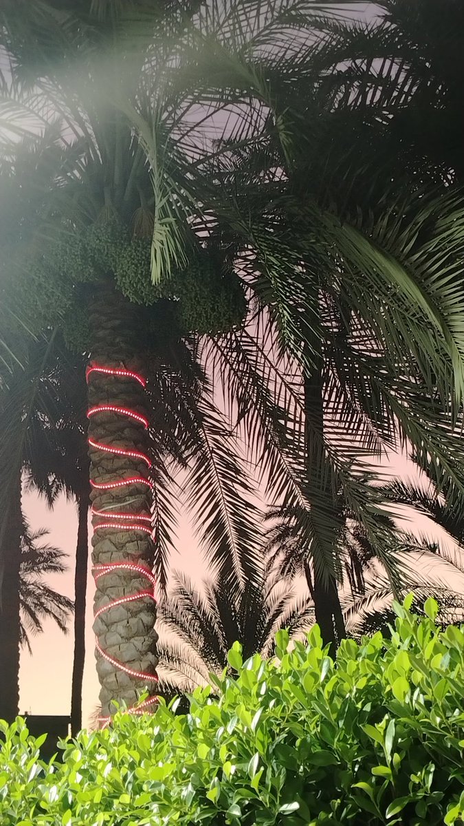 nonobetho's tweet photo. 🌴 https://t.co/6TpQv9E84E