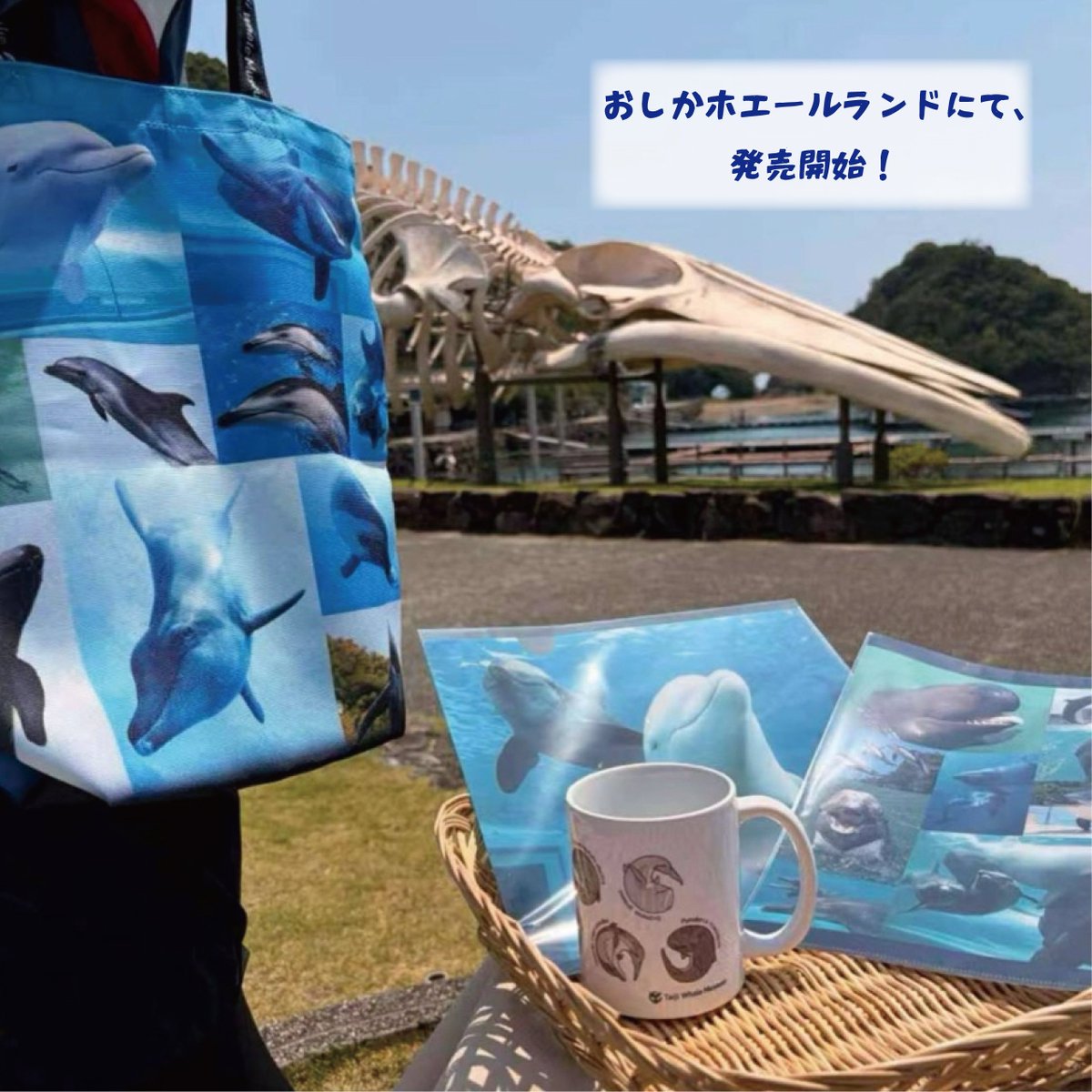 oshikawhaleland's tweet photo. 🐳ミュージアムショップよりご案内🐳
姉妹館である #太地町立くじらの博物館 とのミュージアムグッズ相互販売が決定🐳

7月18日より当館の厳選したグッズが太地町立くじらの博物館で、太地町立くじらの博物館のクジラグッズが当館で、それぞれ買い求めいただけます✨

＃おしかホエールランド https://t.co/MOS4fje7Iu