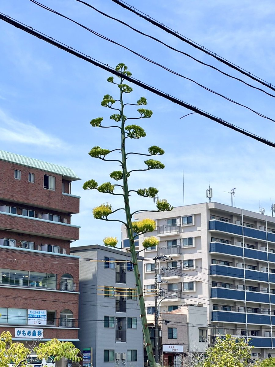Hama_Seikatsu's tweet photo. 横浜 磯子区に咲いていると話題の
リュウゼツラン(龍舌蘭)を見てきました✨

リュウゼツランは開花するまでに
なんと「30〜50年」かかるんです！！

長い年月をかけて開花しても
花が咲くのは一生に一度きり🥲
花から感じる儚さも素敵ですね🌼

こちらのリュウゼツランは
なんと55年前に植えられました🌱

場所は…
国道16号線沿いの歩道に咲いています🚗💨

気になった方は
ぜひ見に行ってみてください😊

#横浜 #磯子区 #リュウゼツラン
#龍舌蘭 #横浜で暮らそう