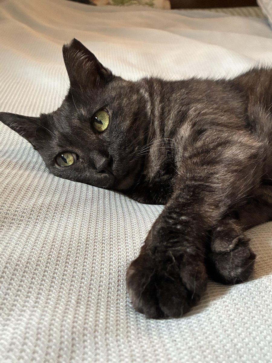 22na_na22's tweet photo. バックアップしてたって
最後は結局アナログだった😑

“書いて残す“

大事😌

#黒猫ほのぼの日記時々下僕 https://t.co/pxtxAzWKJc