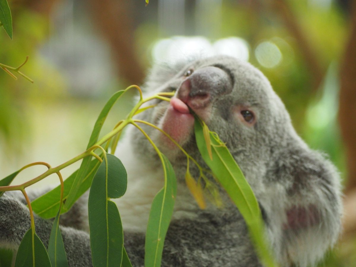 pikoalala's tweet photo. さちぺろ👅

📷2026.6
#埼玉県こども動物自然公園
#さち https://t.co/uO9QpmhvNO