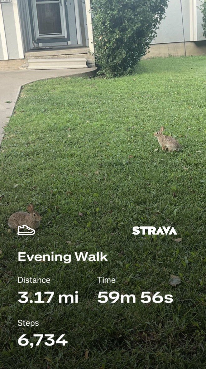 DonWeast's tweet photo. Day 16 of #5KaDay I think the rabbits are taking over Emporia. https://t.co/jWfOoLPHYz