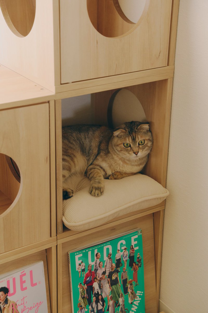 salut_shop's tweet photo. 「猫と暮らす」発売開始しました🐈

WEB限定アイテムですので
こちらからぜひチェックしてみてくださいね✨▼
https://t.co/BGhfntByps https://t.co/Z5aqUGOpvo