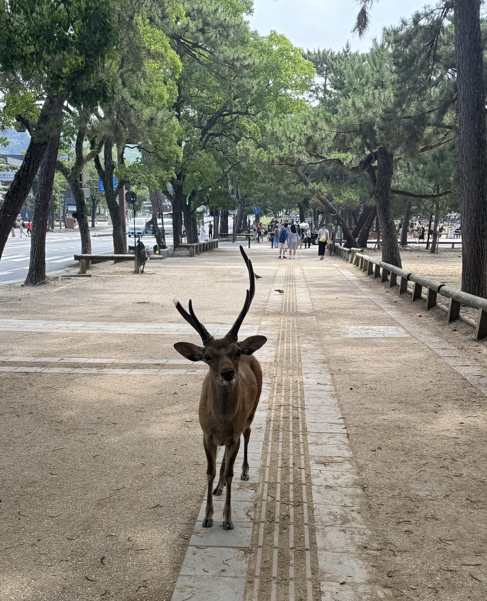 orange908's tweet photo. 奈良なう🦌 https://t.co/u9tdoil0bO