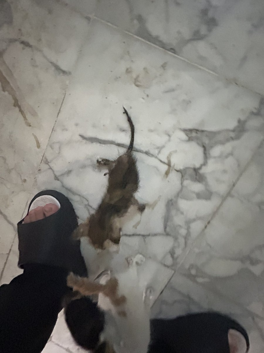 FoofoFaiza's tweet photo. السلام عليكم في قطه ولدت جنب عمارتنا ولدت ثلاث قطط وامهم ماتت وفي واحده من ثلاثه رجلها مكسوره لو تعرفي احد يتبناهم الثلاثه   بالرياض للتواصل 

0530572461 https://t.co/JnTTkiu8ZU